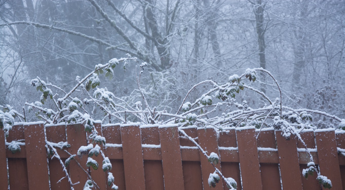 Blackberry Bushes in Winter