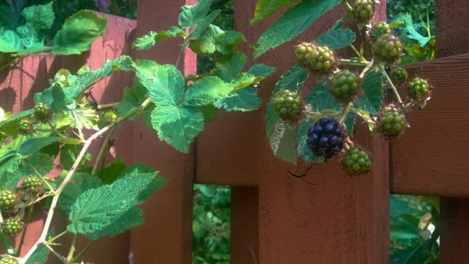 First Blackberry of Summer