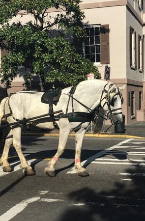 Savannah Horse Drawn Carriage