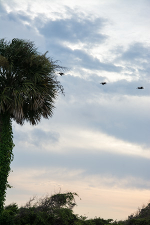 Sullivan's Island Pelicans