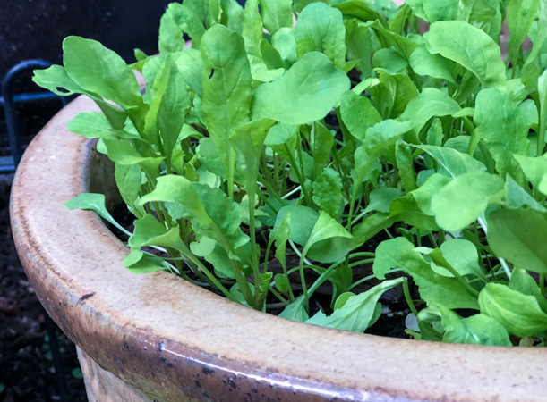 Arugula in Container