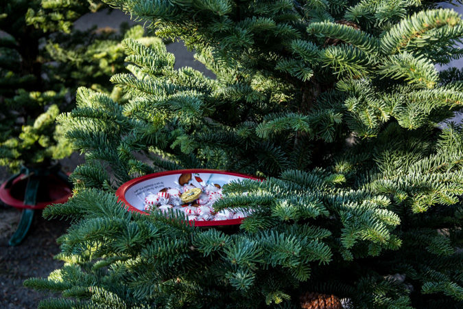 Treats in Christmas Tree