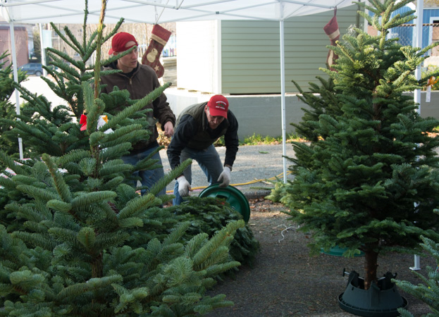 Christmas Trees 