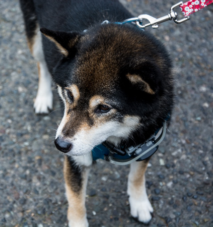 Dogs at the Farmer's Market 