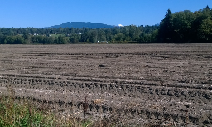 Skagit Valley Farmland 