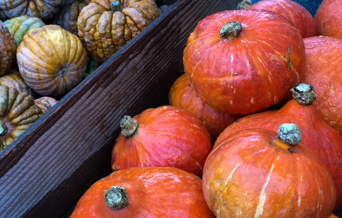 Fall Squash 