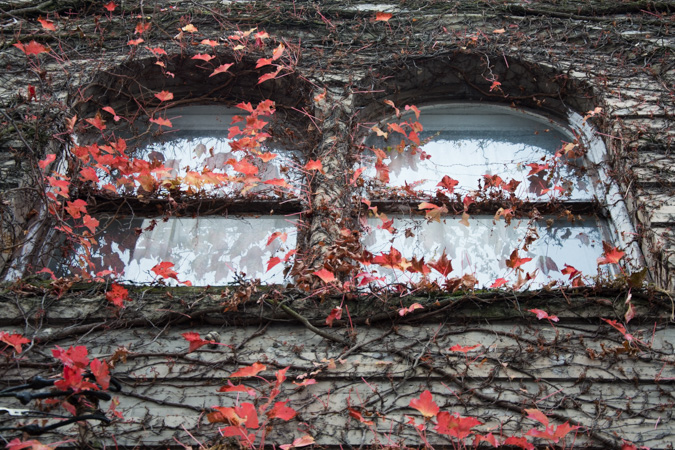 Fall Leaves Seattle