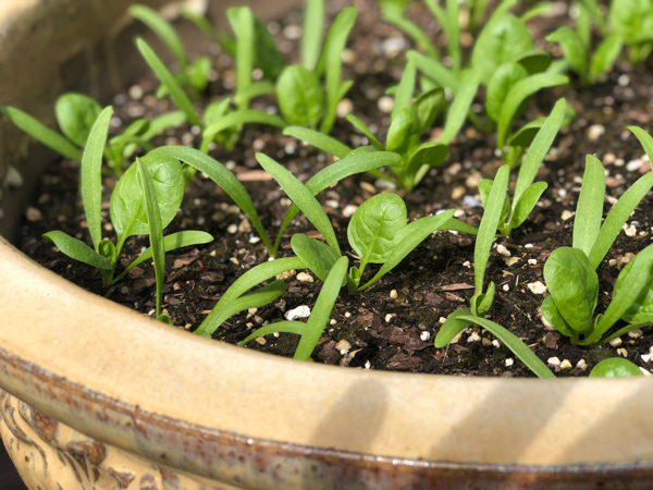 Spinach Seedlings 3 | The Taste Tourist